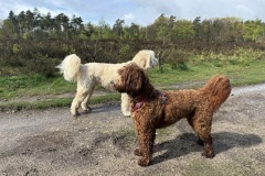 de-australian-labradoodle